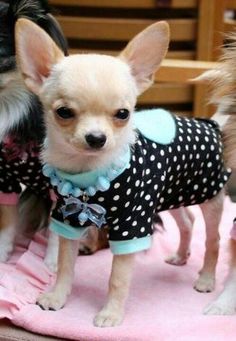 three small dogs are dressed in polka dots