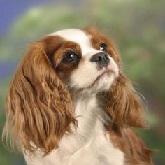 a brown and white dog looking up at the sky with his head tilted to the side