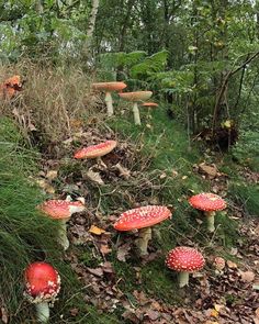 many red mushrooms growing on the side of a hill near some trees and leaves in the woods