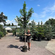 a woman standing next to a tree in a parking lot holding a large metal pole