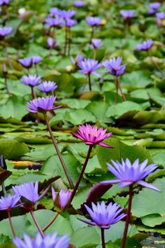 purple water lilies are blooming in the pond