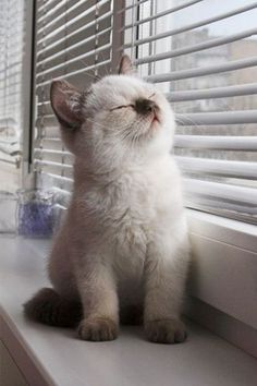 a small white kitten sitting on top of a window sill looking out the window