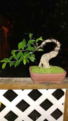 a bonsai tree in a clay pot on a wooden table outside at night time