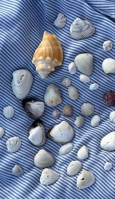 several seashells on a blue and white striped cloth