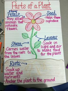 the parts of a plant on a piece of paper