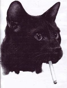 I'm sure my cat smokes on the sly...! Jamel Shabazz, Bad Cats, A Black Cat, Crazy Cat Lady, Crazy Cats, Cool Wallpaper, Wabi Sabi, Cool Cats, Cat Art