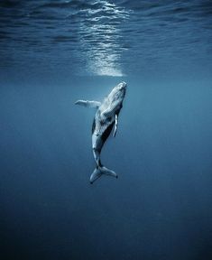 a humpback whale swimming in the ocean