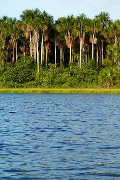 palm trees line the bank of a river