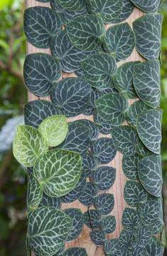 green leaves are growing on the trunk of a tree