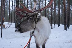 a reindeer with antlers on it's head standing in the snow near trees