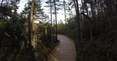 a wooden walkway in the middle of a forest