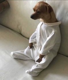 a brown dog sitting on top of a couch wearing a white suit and slippers