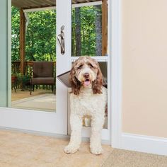 a dog is standing in front of the door