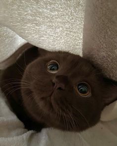 a brown cat peeking out from under a blanket