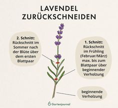 a diagram showing the parts of a lavender plant with labels labeled in english and german