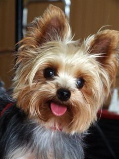 a small brown and black dog standing on top of a floor