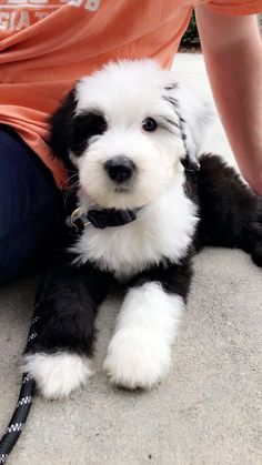 a small black and white dog laying on the ground