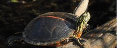 a turtle sitting on top of a tree branch