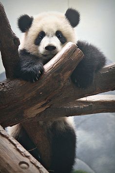 a panda bear sitting on top of a tree branch