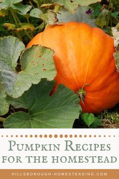 an orange pumpkin sitting in the middle of leaves with text overlay that reads pumpkin recipes for the homestead