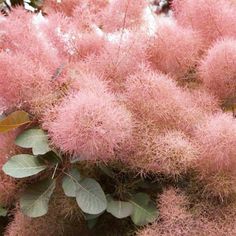 pink flowers are blooming on the tree