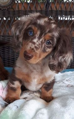 a brown and white puppy sitting on top of a bed next to a pink teddy bear