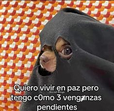 a small dog wearing a black hood on top of it's head with the caption, quiero vir en paz pero tengo como 3 vengganzas pendentes