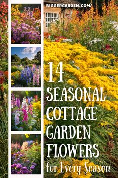 Find out how to plan your cottage garden year-round with 14 flowers suited to spring, summer, and fall planting. This guide showcases blooms that create a traditional cottage garden look, full of seasonal color and charm. Perfect for creating vibrant outdoor spaces all year long. Timeless Cottage, Cottage Flowers, Flowers To Plant, Flower Varieties, Yard Project, Charming Garden, Seasonal Garden