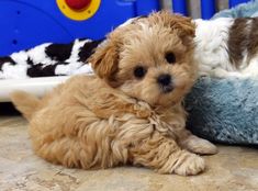 a small brown dog laying on top of a bed next to a stuffed animal toy