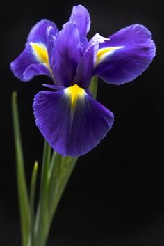 a purple flower with yellow stamens in front of a black background