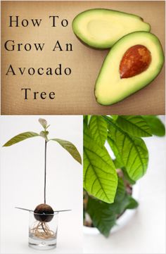 an avocado tree is shown with the words how to grow an avocado tree