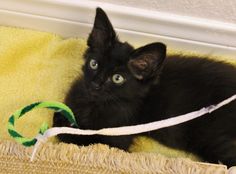 a black kitten playing with a toy on a yellow blanket next to a white wall