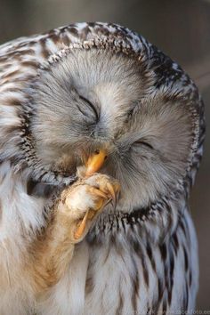 an owl with its eyes closed eating something