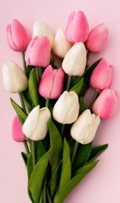 a bunch of pink and white tulips on a pink background