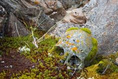 moss growing on the rocks and in the ground next to it is a skull shaped object