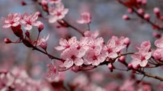 pink flowers are blooming on the branch of a cherry blossom tree in full bloom