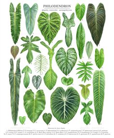 an illustration of different types of tropical plants and leaves, including heart shaped leaf shapes