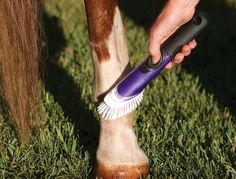 a person is brushing their horse's hooves with a brush on the green grass