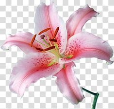 a pink lily flower on a white background png clipart free for personal use