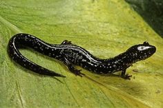 a black and white lizard sitting on top of a green leaf