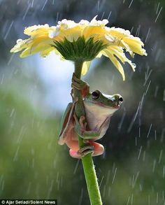 a frog sitting on top of a yellow flower in the rain with it's eyes closed