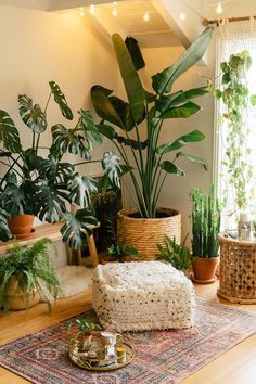 a living room filled with lots of plants and potted plants on top of a rug