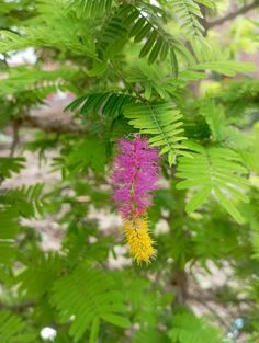 a purple flower is hanging from a green leafy tree in the forest, with yellow and pink flowers on it