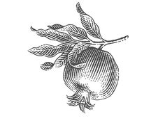 an apple with leaves on it is shown in black and white, vintage engraving style