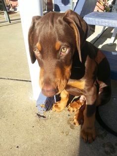 a brown and black dog sitting on top of a sidewalk next to a blue bench