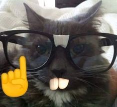 a cat wearing glasses and making a peace sign with its hand in front of it