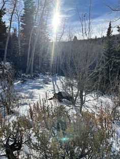 the sun shines brightly through the trees in the snow covered ground near some bushes