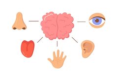 the human brain is surrounded by different types of organs, including one eye and two hands