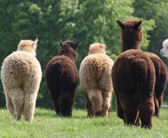 a herd of alpacas walking across a lush green field