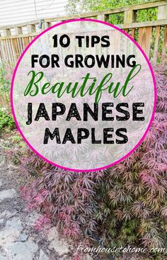 10 Things You May Be Surprised To Know About Growing Japanese Maples Japanese Maple And Hydrangea, Acer Trees Garden, Asian Inspired Landscaping Front Yards, Japanese Trees Landscape, Types Of Japanese Maple Trees, Japanese Maple Tree Care, Allotment Planning, Japanese Maple Tree Landscape, Maple Tree Landscape